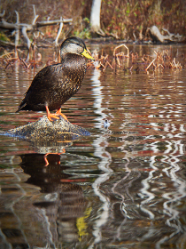 快猫下载 快猫下载