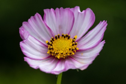 人人影视下载:畅享海量影视资源的最佳选择 人人影视下载:畅享海量影视资源的最佳选择